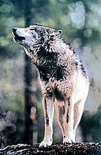 GRAY WOLF